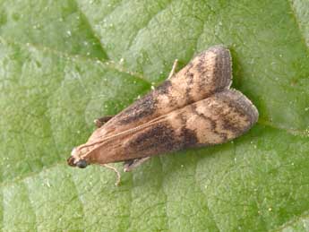 Euzophera fuliginosella Hein. adulte - �Philippe Mothiron