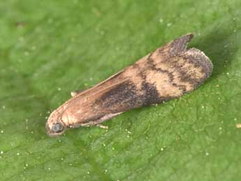 Euzophera fuliginosella Hein. adulte - �Philippe Mothiron