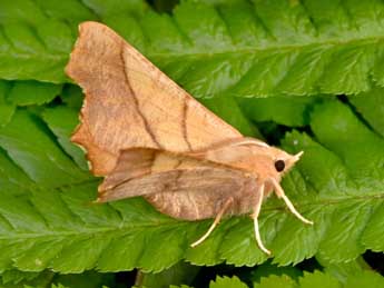 Ennomos fuscantaria Hw. adulte - �Philippe Mothiron