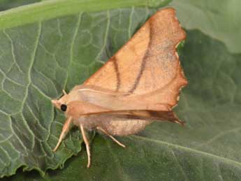 Ennomos fuscantaria Hw. adulte - �Philippe Mothiron