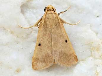 Maradana fuscolimbalis Rag. adulte - �Friedmar Graf