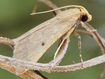 Maradana fuscolimbalis Rag. adulte - �Friedmar Graf