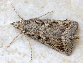 Thopeutis galleriellus Rag. adulte - �Friedmar Graf