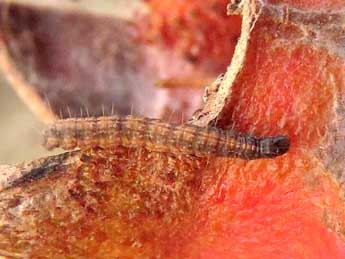  Chenille de Cryptoblabes gnidiella Mill. - �Ruben Meert