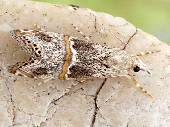 Euchromius gratiosella Car. adulte - �Friedmar Graf