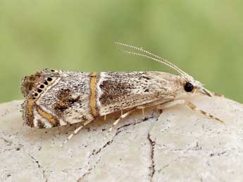 Euchromius gratiosella Car. adulte - �Friedmar Graf