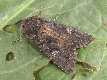 Trigonophora haasi Stgr adulte - �Philippe Mothiron