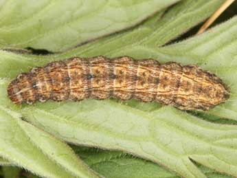  Chenille de Hoplodrina hesperica Duf. & Brs - �Wolfgang Wagner, www.pyrgus.de
