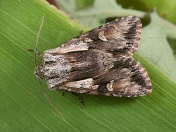 Chloantha hyperici D. & S. adulte - �Philippe Mothiron