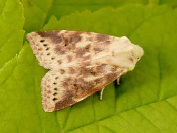 Cirrhia icteritia Hfn. adulte - �Philippe Mothiron