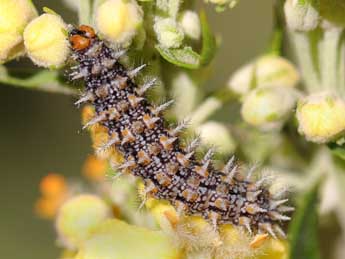  Chenille de Melitaea ignasiti de Sag. - �Philippe Bricaire