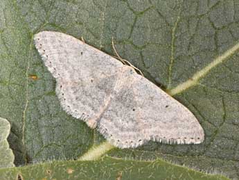 Scopula incanata L. adulte - �Philippe Mothiron