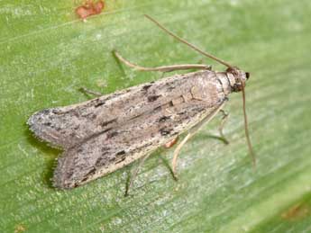 Phycitodes inquinatella Rag. adulte - �Philippe Mothiron