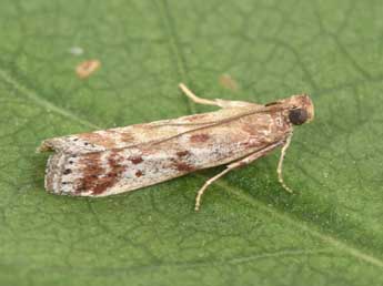 Delplanqueia inscriptella Dup. adulte - �Philippe Mothiron