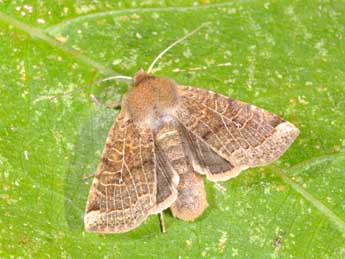 Conistra intricata Bsdv. adulte - �Philippe Mothiron