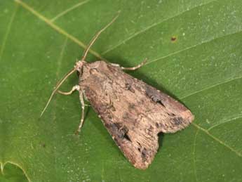 Agrotis ipsilon Hfn. adulte - �Philippe Mothiron