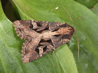 Trigonophora jodea H.-S. adulte - �Philippe Mothiron