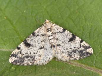 Alcis jubata Thnbg adulte - �Philippe Mothiron