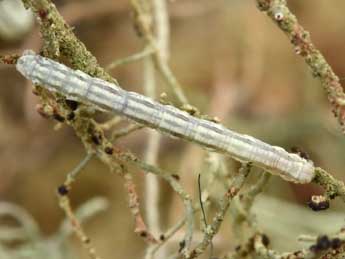  Chenille de Alcis jubata Thnbg - �Philippe Mothiron