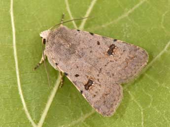 Caradrina kadenii Frr adulte - �Philippe Mothiron