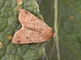 Propenistra laevis Hb. adulte - �Philippe Mothiron