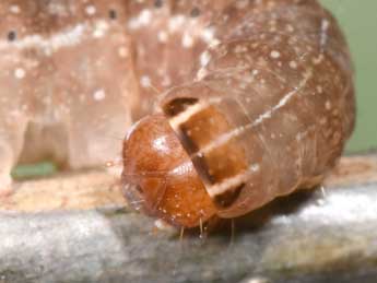  Chenille de Propenistra laevis Hb. - �Philippe Mothiron