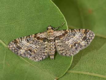 Eupithecia laquaearia H.-S. adulte - �Philippe Mothiron