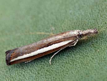 Agriphila latistria Hw. adulte - �Daniel Morel