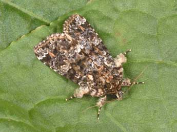 Callopistria latreillei Dup. adulte - �Philippe Mothiron