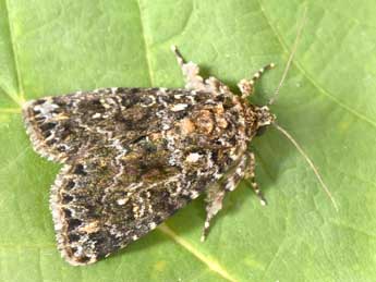 Callopistria latreillei Dup. adulte - �Philippe Mothiron