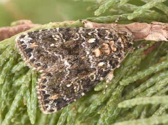 Callopistria latreillei Dup. adulte - �Philippe Mothiron