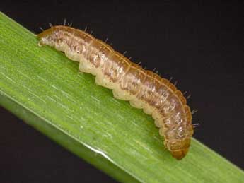  Chenille de Oligia latruncula D. & S. - �Kimmo Silvonen