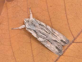 Lithophane leautieri Bsdv. adulte - �Philippe Mothiron