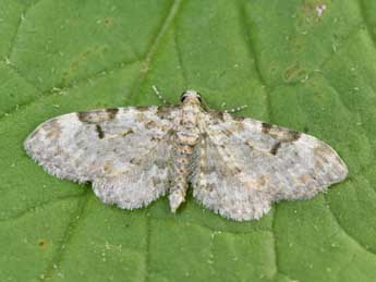 Eupithecia liguriata Mill. adulte - �Philippe Mothiron