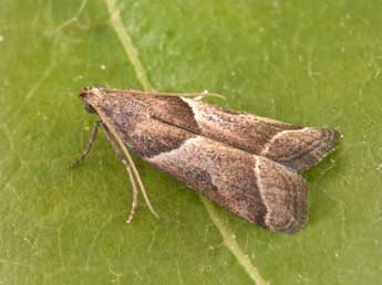 Nyctegretis lineana Scop. adulte - �Philippe Mothiron