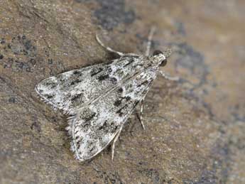 Eudonia lineola Curt. adulte - �Dominique Halleux