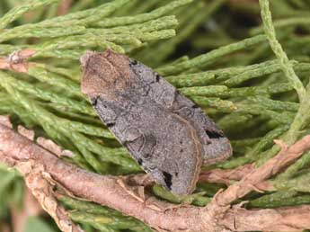 Anchoscelis litura L. adulte - �Philippe Mothiron