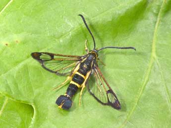 Synanthedon loranthi Kral. adulte - �Philippe Mothiron