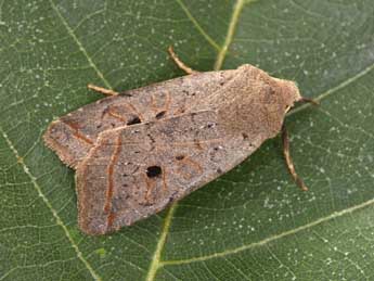 Leptologia lota Cl. adulte - �Philippe Mothiron