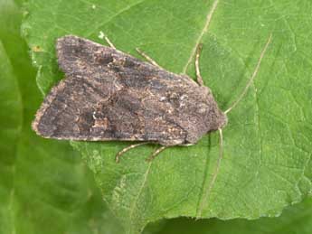 Aporophyla lueneburgensis Frr adulte - �Philippe Mothiron