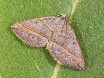 Scotopteryx luridata Hfn. adulte - �Philippe Mothiron