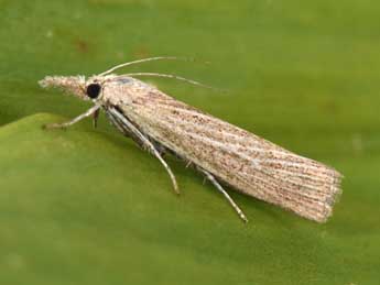 Pediasia luteella D. & S. adulte - �Philippe Mothiron