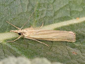 Catoptria lythargyrella Hb. adulte - �Philippe Mothiron