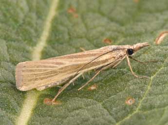 Catoptria lythargyrella Hb. adulte - �Philippe Mothiron