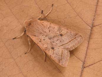 Leptologia macilenta Hb. adulte - �Philippe Mothiron