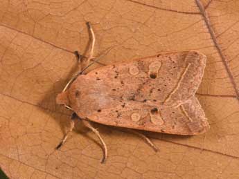 Leptologia macilenta Hb. adulte - �Philippe Mothiron