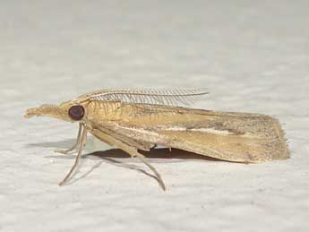 Saluria maculivittella Rag. adulte - �Olivier Pineau