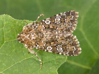 Hadena magnolii Bsdv. adulte - �Philippe Mothiron