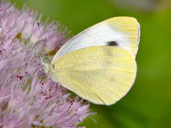 Pieris mannii May. adulte - �Philippe Mothiron
