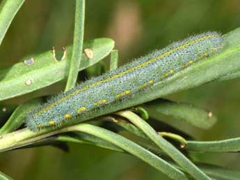  Chenille de Pieris mannii May. - �Philippe Mothiron